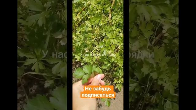 Скумбрия гриль #россия #jokes #мир #2023 #2022 #рыбалка #гриль #рецепты смотреть онлайн