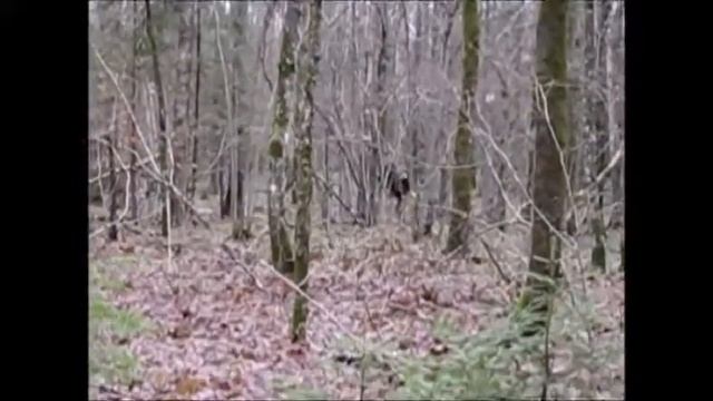 Прогулка по осеннему лесу .