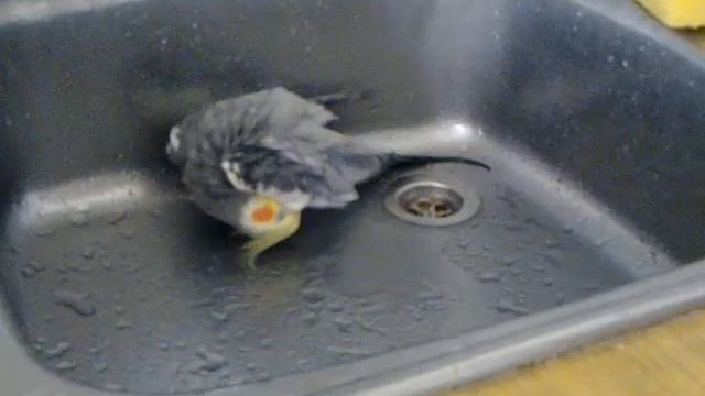 Корелла купается!