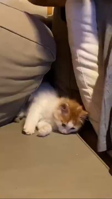 Cute And Funny 😹 Cat смотреть онлайн