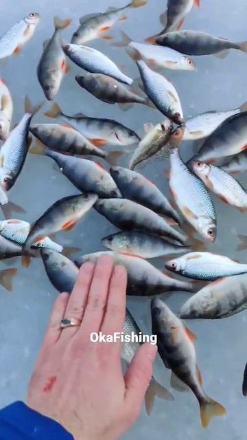 Крупная плотва и окунь 3 января со льда смотреть онлайн