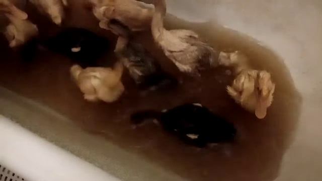 Купание утят. смотреть онлайн