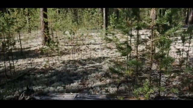 Грибной сезон в полном разгаре. смотреть онлайн