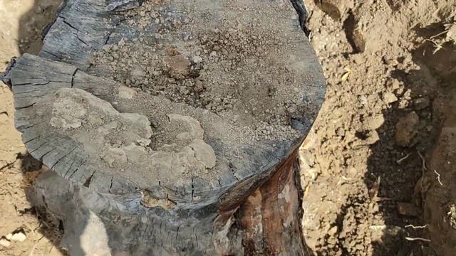 Как мы корчевали пень) смотреть онлайн