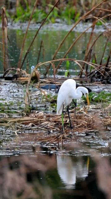Little Egret & Glossy ibis . Short video 4K-UHD Birds Photography Video смотреть онлайн
