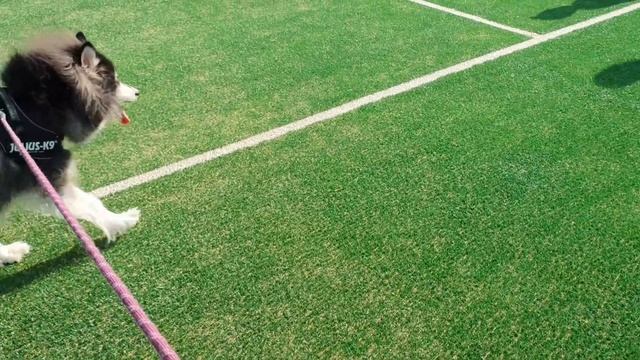 평생 자신을 지켜준 강아지들에게 아기가 보답하는 방법 A way for a baby to repay the puppies for protecting him all his life смотреть онлайн