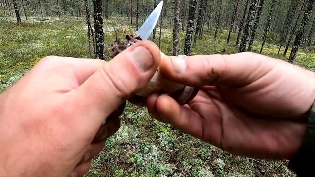 Боровики Карелии.3 дня в борах. 2 часть