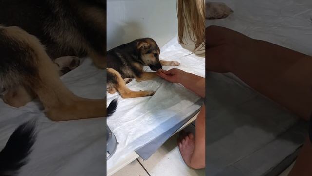 - Радуга, говорите? У Тобика другие планы...) смотреть онлайн