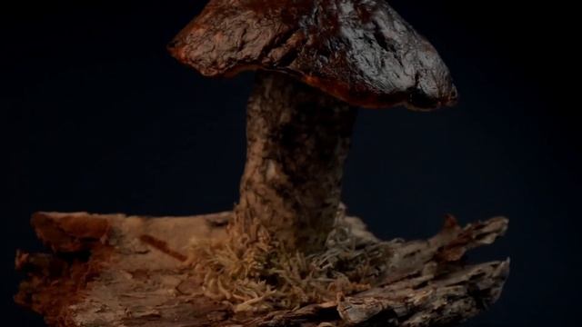 Грибы и улитки из папье маше снятые объективом Laowa 24mm f/14 смотреть онлайн