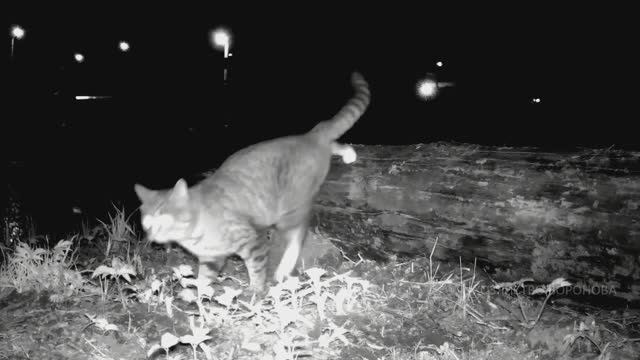 Дикая утка в опасности, но в пруду её не достать смотреть онлайн