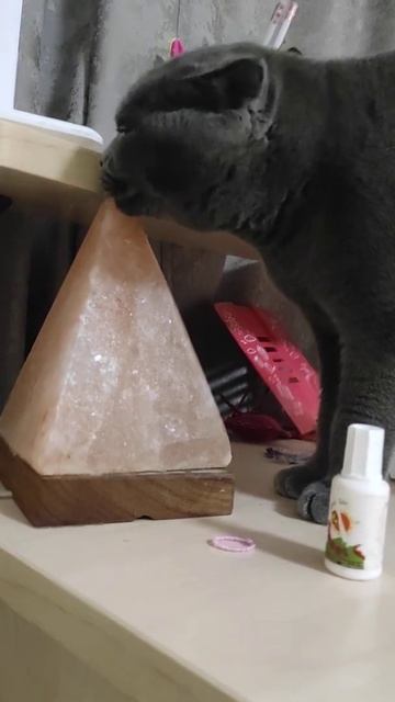 Лучшие витамины для кота. Вислоухий Шотландский кот лижет соляную лампу Scottish fold cat 苏格兰折耳猫 смотреть онлайн