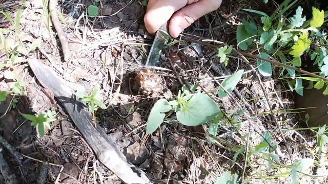 Colorado Mushroom Hunting: The Black Morel Mushroom! {Find Harvest Cook}
