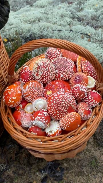 Набрали МУХОМОРОВ 🍄 ОТМЕЧАТЬ НОВЫЙ ГОД