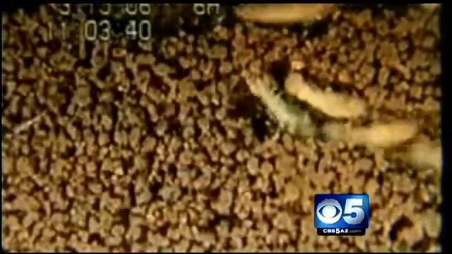 İRİTİ OLDUM смотреть онлайн