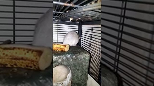 Mia in distress? смотреть онлайн