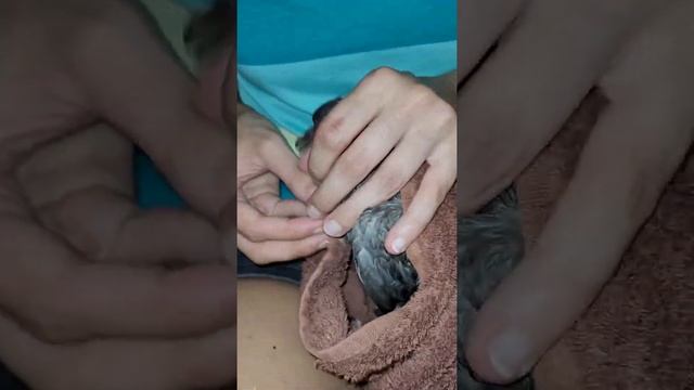 Дракон.Примусове годування.Голуби. смотреть онлайн