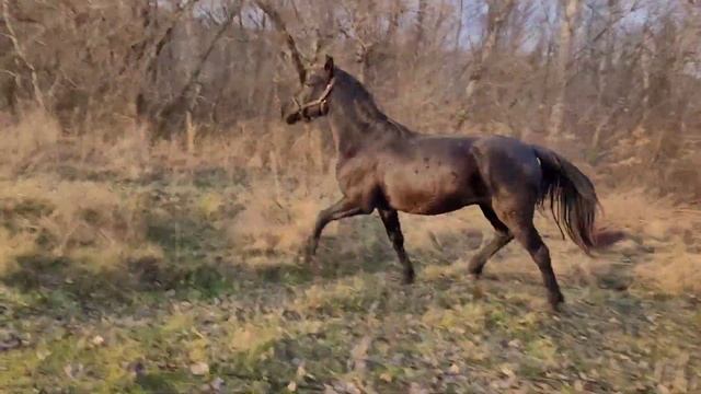 Лошади - самые преданные друзья! смотреть онлайн
