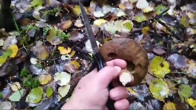 Осенняя вылазка за Грибами #погрибы #грибыроссии #тихаяохота #загрибами #грибы #тихаяохота #грибысп