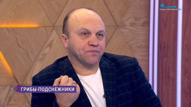 Грибы-подснежники и ястребы-голубятники в Петербурге