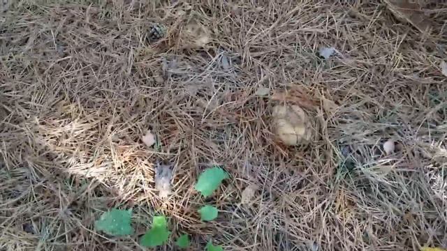 В лес! В лес! И грибы и прогулка.