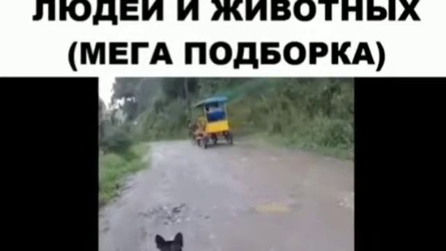Смешных испуги людей🤣 смотреть онлайн