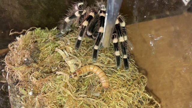 Update On My Acanthoscurria Geniculata Female Tarantula смотреть онлайн