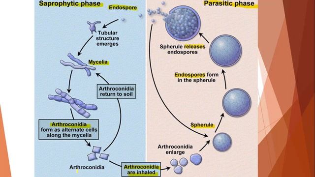 COCCIDIOIDOMYCOSIS|| SYSTEMIC MYCOSES||MBBS Pathology and Microbiology Lectures