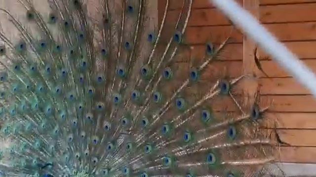 Так кричит павлин. смотреть онлайн