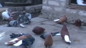 Николаевские голуби Вадима часть 3