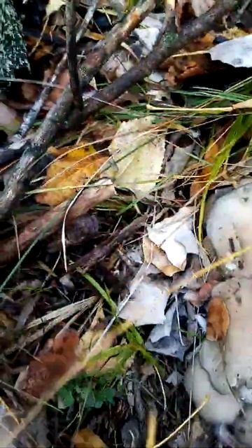 Вёшенка. 😜👍Результат через три дня... 👍Октябрь. Старобельск.