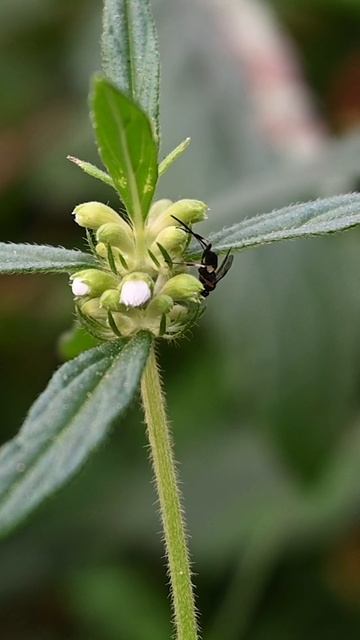 As it walks, a black wasp with a long tail observes the surface of a cluster of flower buds #flies смотреть онлайн