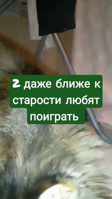 #мейнкун#факты#какую#породу#дальше#делать#? смотреть онлайн