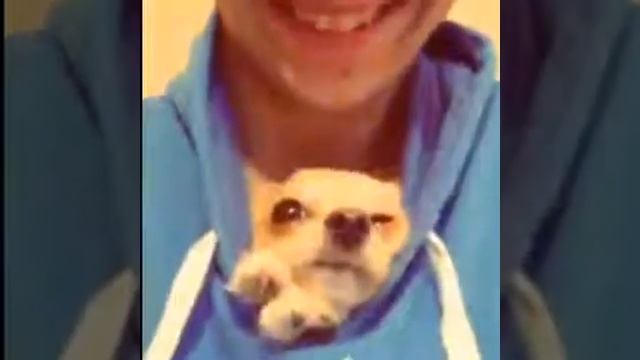 Самая смешная собака в мире смотреть онлайн