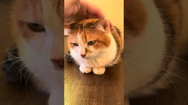 Котик клієнт KETTIC Пані Киця Тара з побажанням мирного дня #котики2024 #kettic #наповнювач #щастя смотреть онлайн
