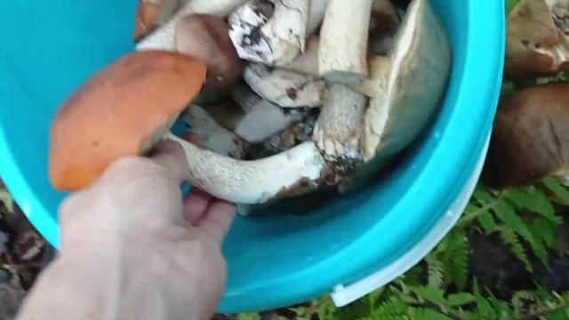 Путь Шествующий. ГРИБЫ.Поход в лес по грибы. смотреть онлайн