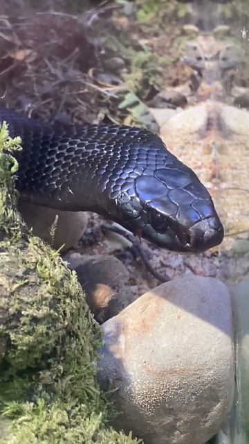 Beautiful Red Bellied смотреть онлайн