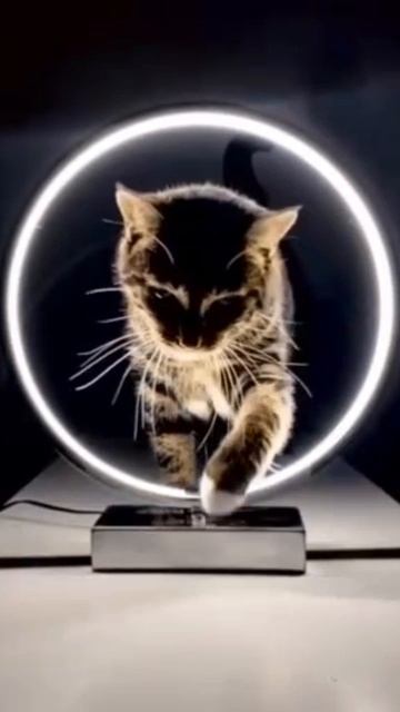 КОТИК смотреть онлайн