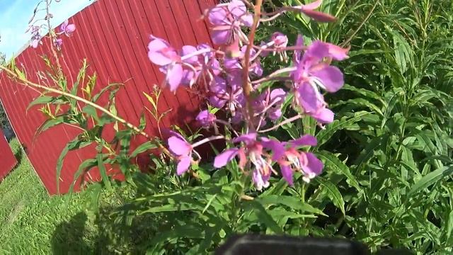 Главные медоносы Северного Подмосковья смотреть онлайн