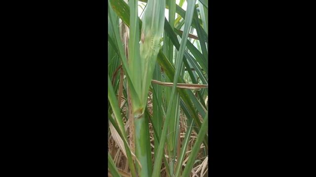 Fusarium Moniliforme En Caña  - Estudiante Jose Pablo Gamboa