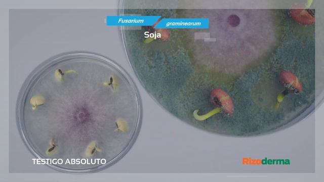 #RizodermaTimeLapse - Episodio 4 - Rizoderma Vs. Fusarium Graminareum