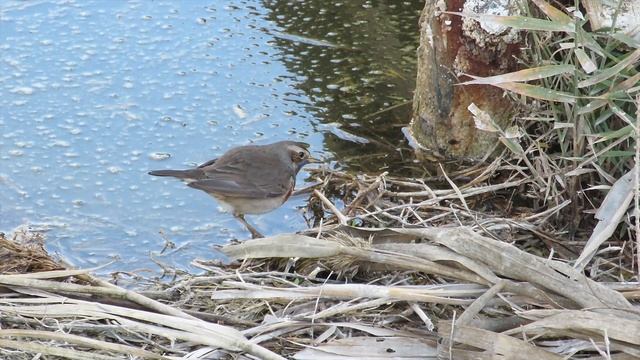 Close encounter with a male Bluethroat - Luscinia svecica - Blauwborst / El Hondo - Spain / Jan 201 смотреть онлайн