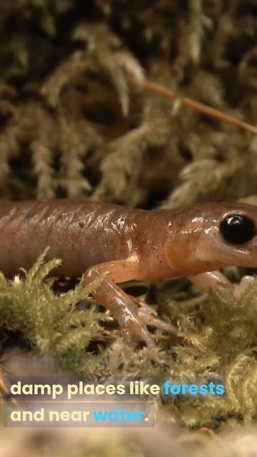What is a Salamander? смотреть онлайн