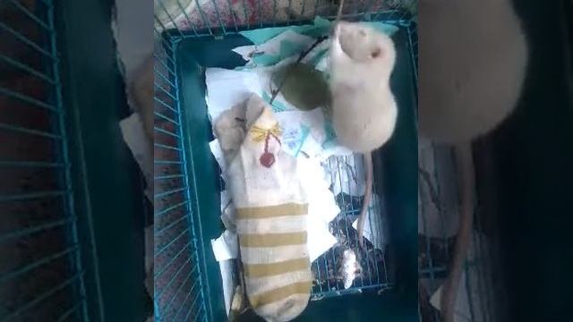 Наблюдения над крысой смотреть онлайн