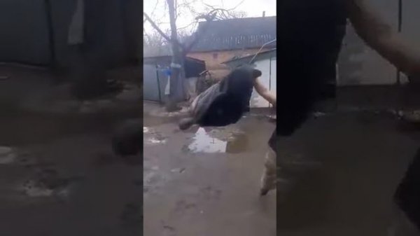 кабан танцует