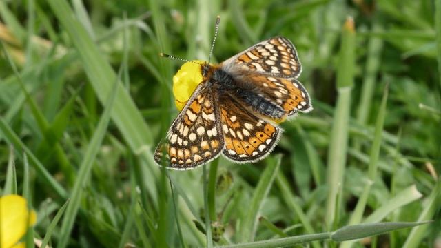 British Butterflies - Marsh Fritillaries - Euphydryas aurinia - Cumbria - May 2022 -Lumix GH5 смотреть онлайн