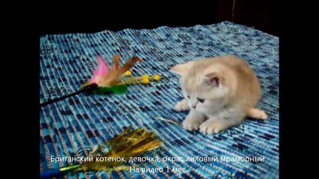 Открыт резерв на британских котят. На видео котенку 1 мес смотреть онлайн