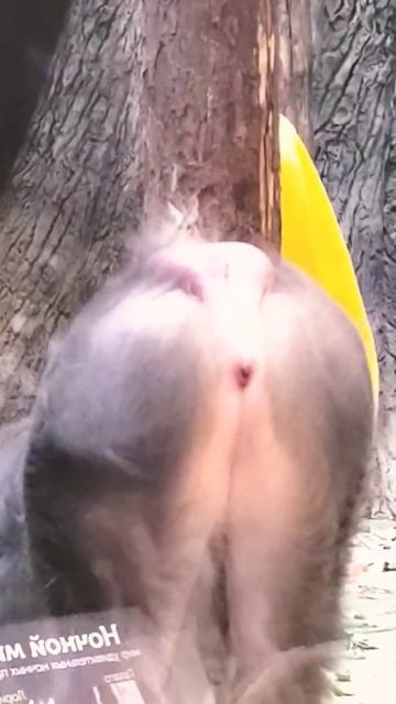 САМАЯ ПОШЛАЯ ОБЕЗЬЯНА😱😱😱Смотреть ДО КОНЦА!🤯 смотреть онлайн