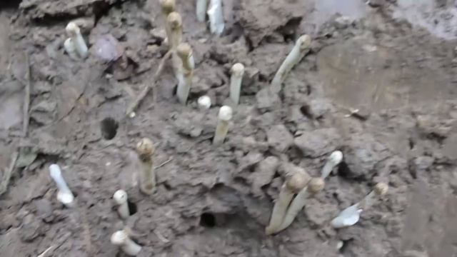 Chiphungvar - Foraging For Wild Edible Mushrooms.