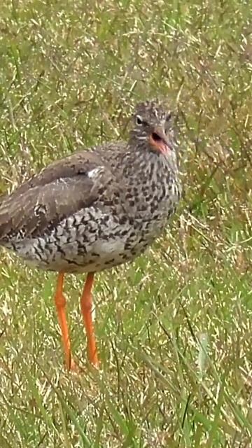 Redshank Alarm Call #shorts смотреть онлайн