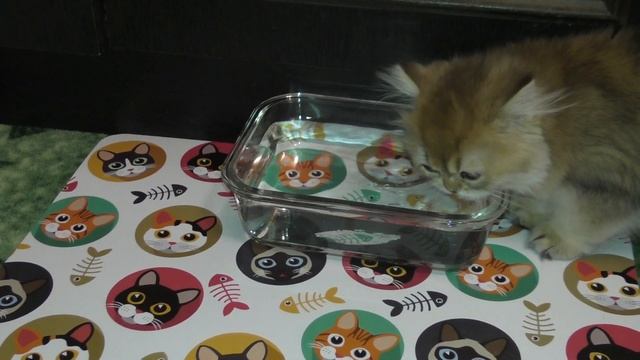 Купили кошкам новую большую миску для воды смотреть онлайн